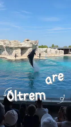 Dolphins Show