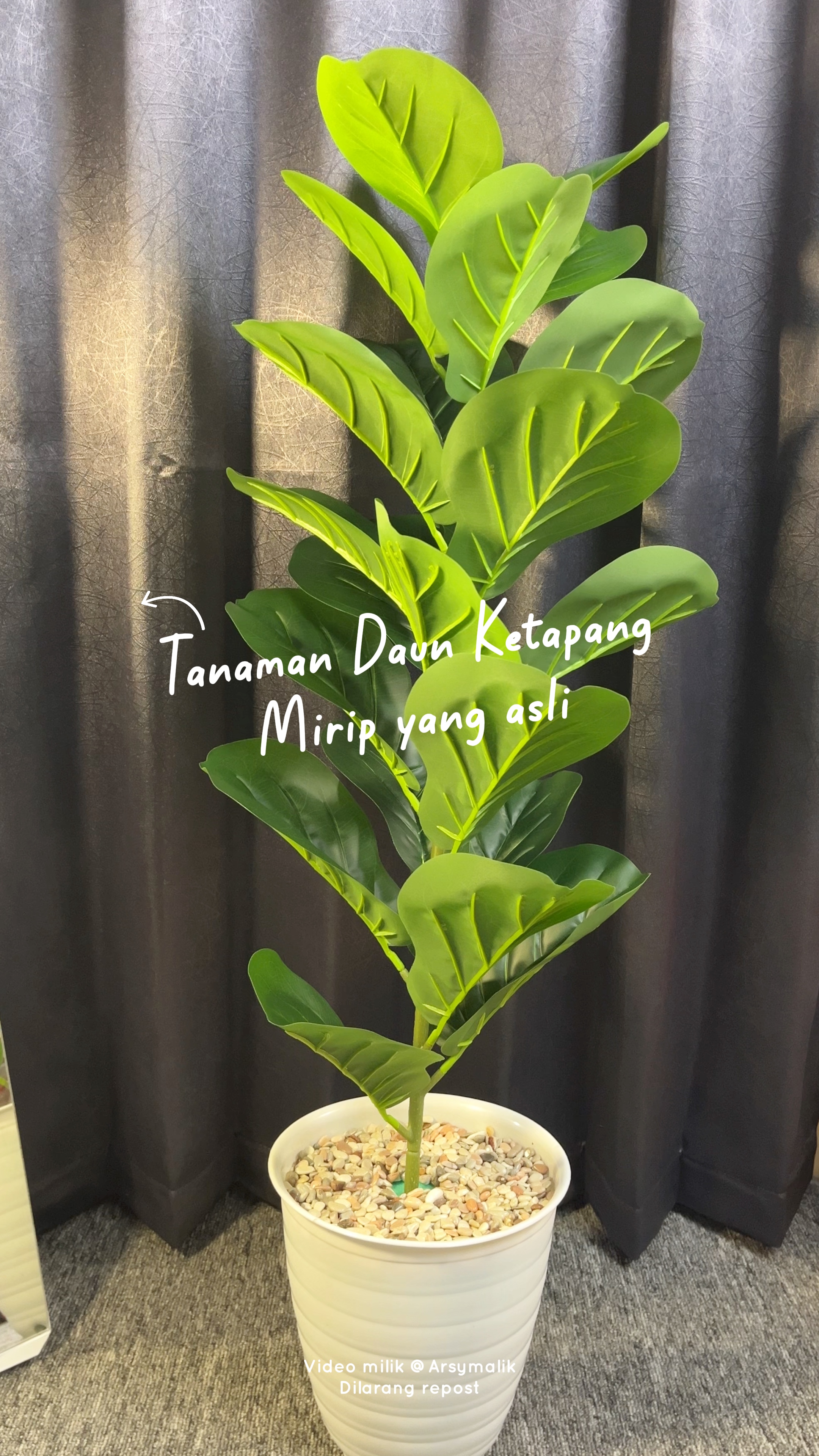 Tanaman hias