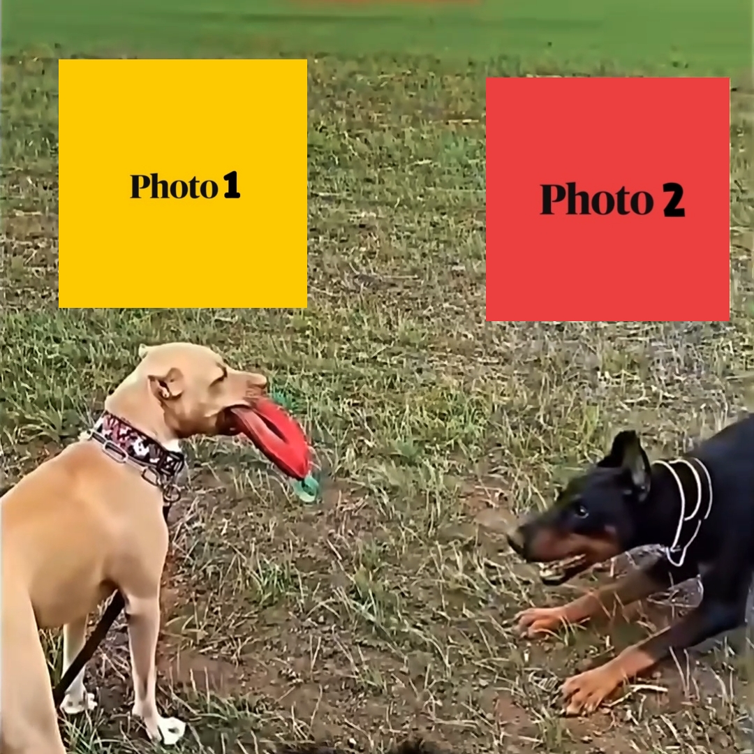 NOUVEAU MODÈLE VIRAL