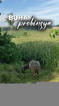 BUHAY PROBINSYA