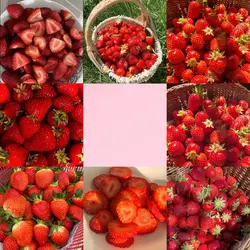 strawberryholic.