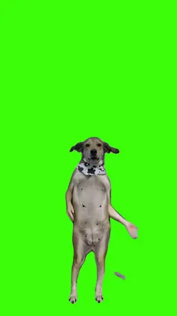 Cachorro/Dog.
