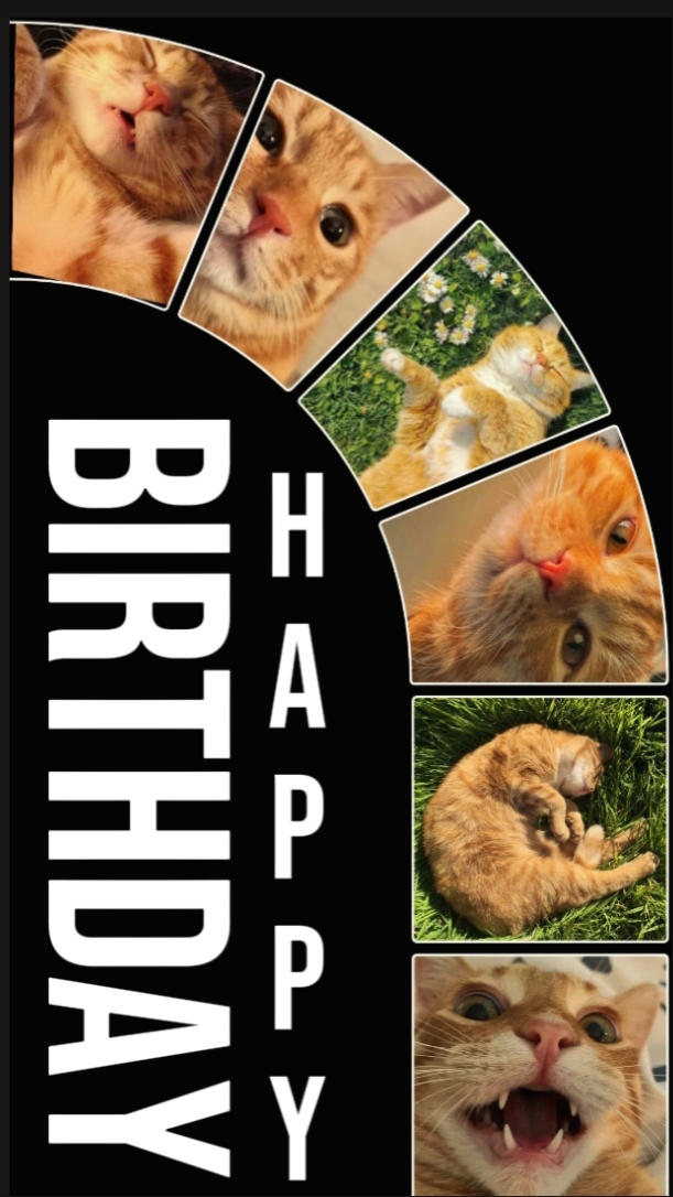 KUCING ULANG TAHUN