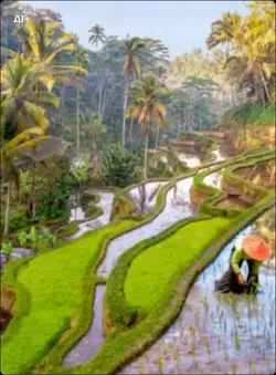 Bali rice fields