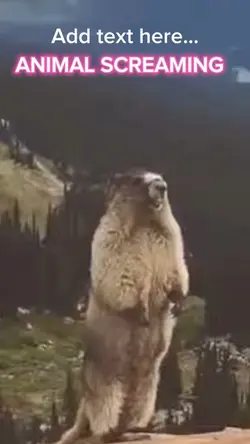 ANIMAL SCREAMING🤣
