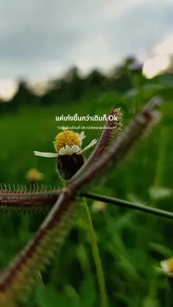 เก่งขึ้นกว่าเดิมก็ok