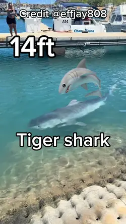 14ft tiger shark! 