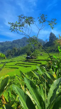 Suasana desa