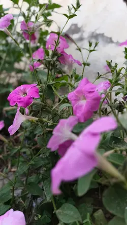 ښکلي عالمان قتلوي