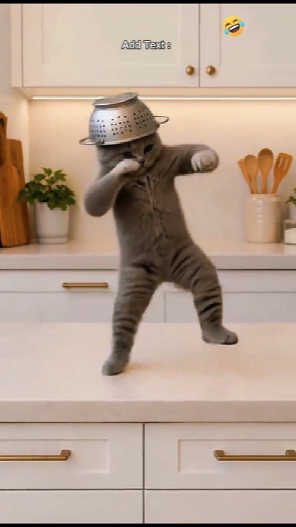 Tendencia del Gato Bailarín