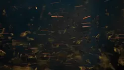 disaster