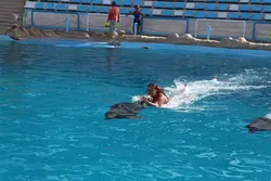 Dolphins