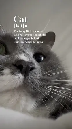 What is cat?