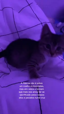 n é sobre um coelho 