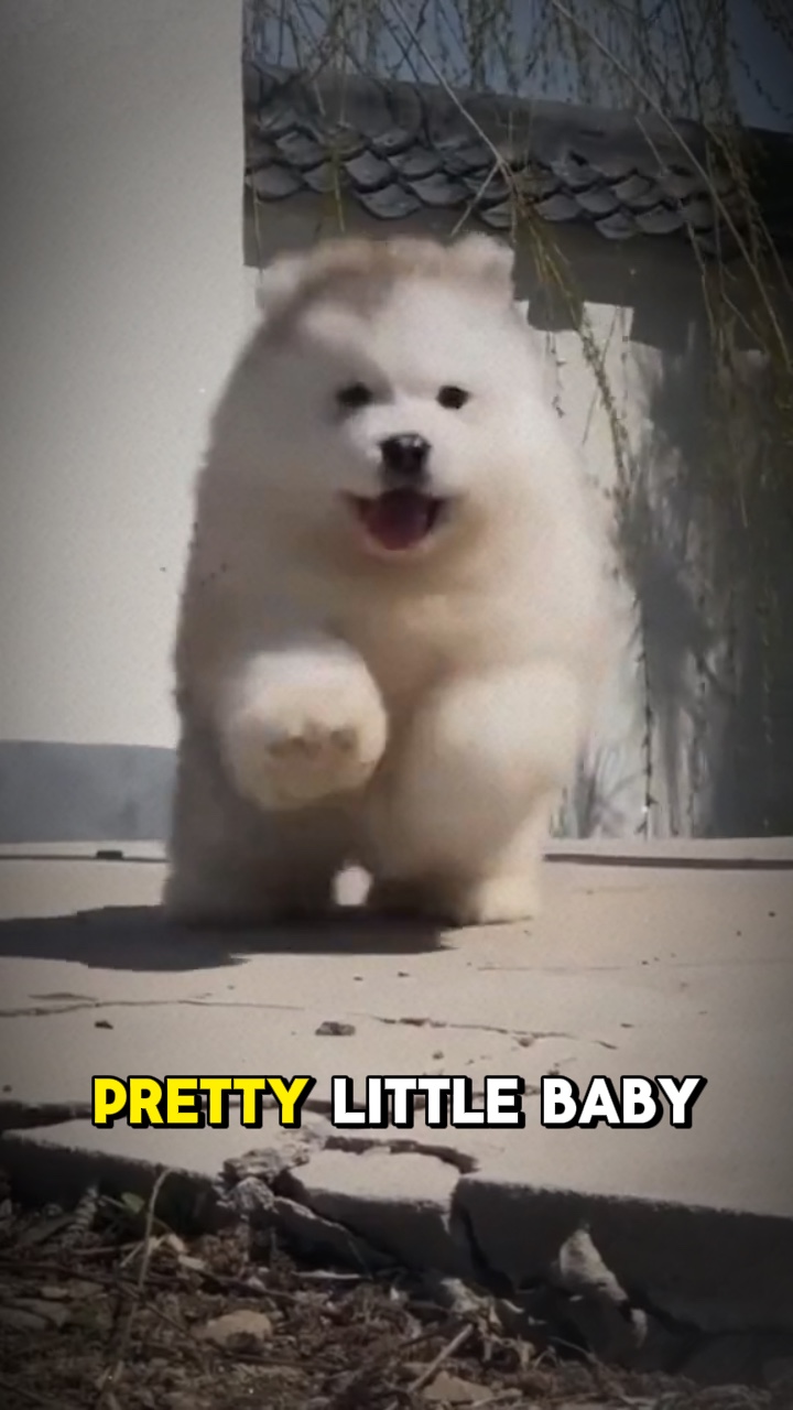 Petit bébé chien 