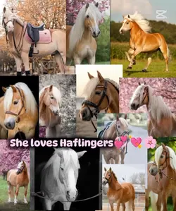 Haflingers