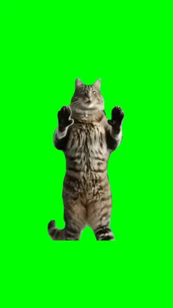 dancing cat meme