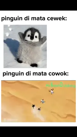 pinguin bibd