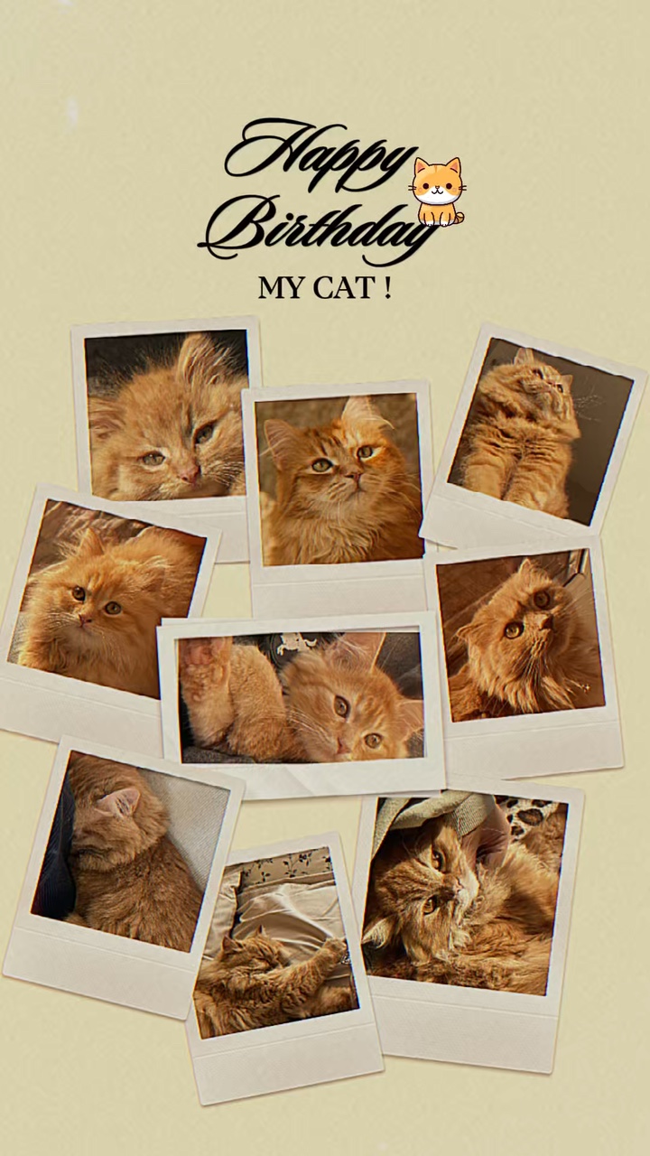 Birthday my cat 🎂🐱