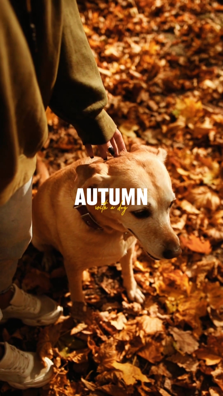 Herbst mit Hund