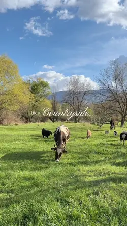 Life in Countryside