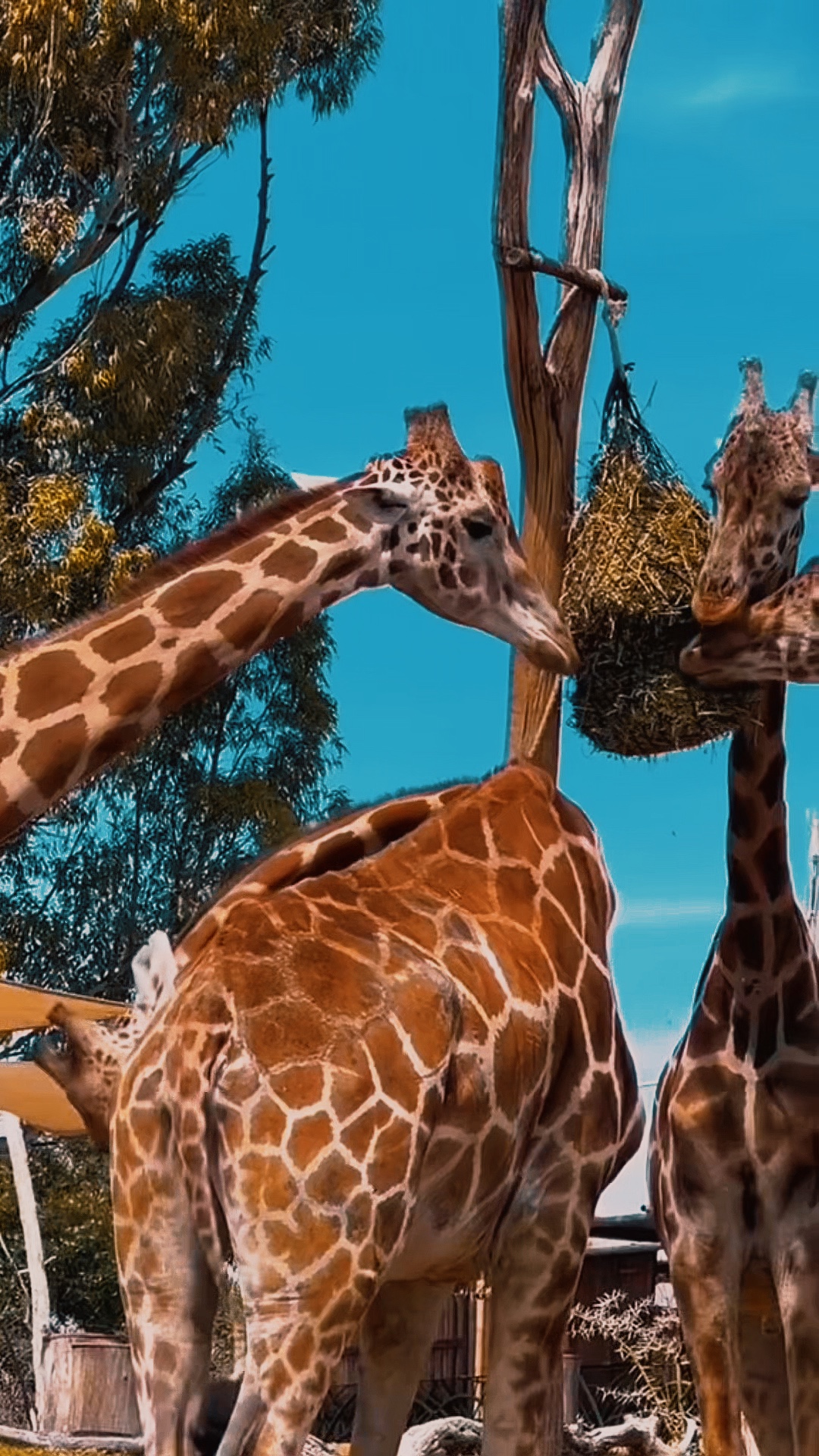 Zoo
