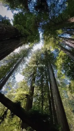 nature vibe ✨
