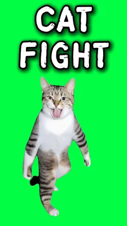 CAT READY TO FIGHT