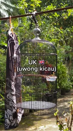 Uk (uwong kicau)