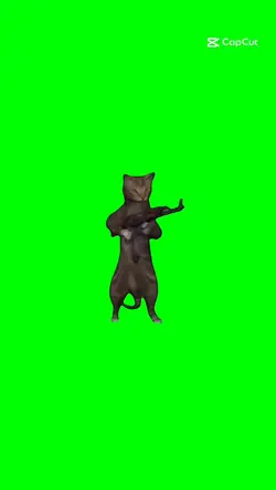 même cat who shoot