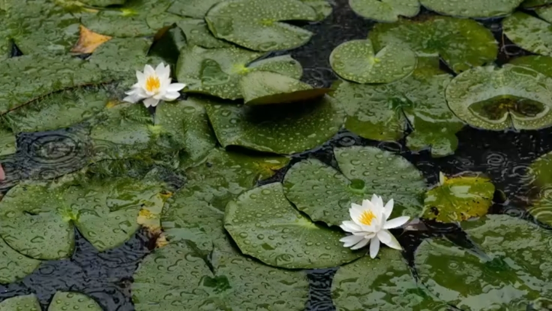 ¿Odias la lluvia?