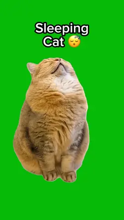 Sleeping Cat 😴