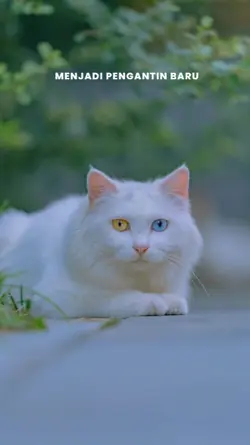 Pengantin Baru