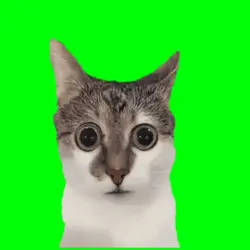 kucing shok meme
