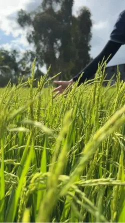 3 video chill