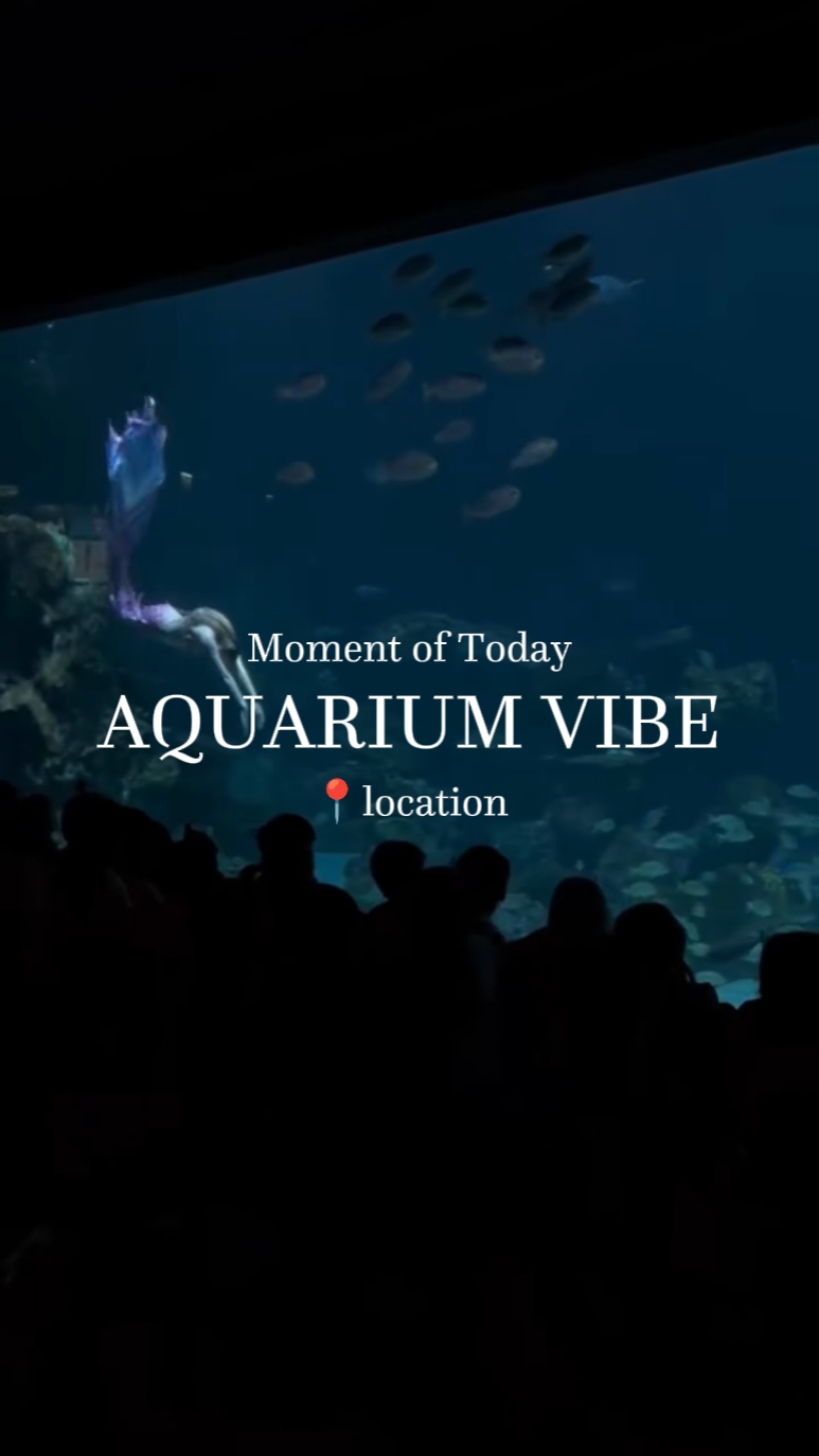 水族馆氛围vlog