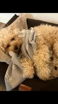Mein Hund