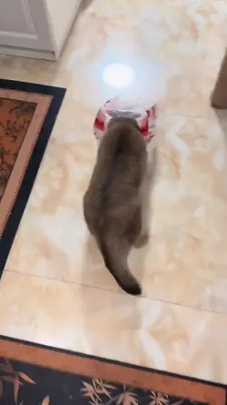 cat vs plastic