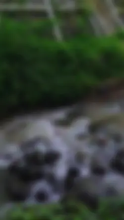 Cinematic lagu indie