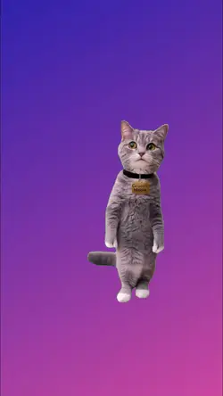 o gato