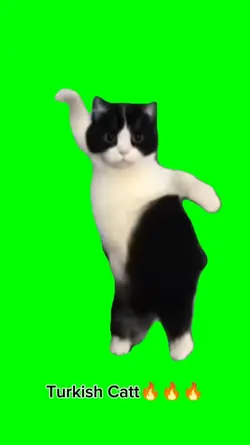 Turkish cat