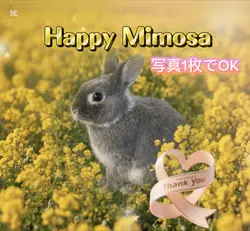 ハッピーミモザ