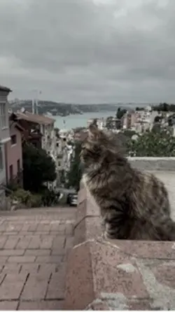 Trend şablon 