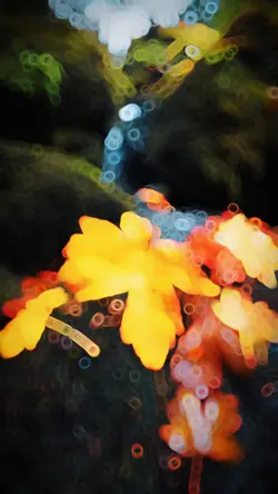 Slowmotion video 🍁❤️‍🔥✨