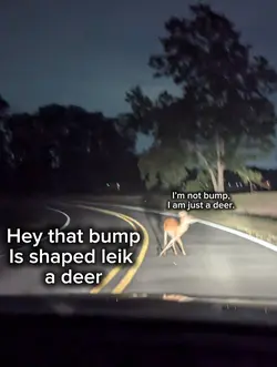 Deer