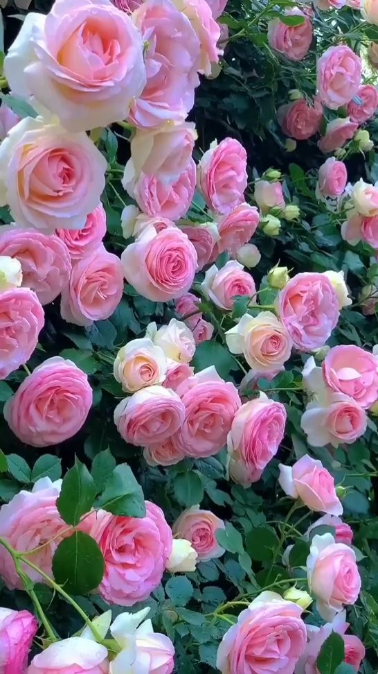 Blumenliebhaber