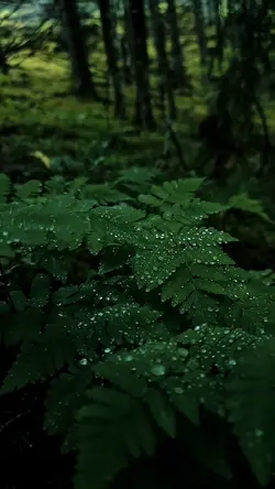 8 videos cinematic