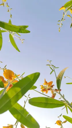 ทุ่งปอเทือง