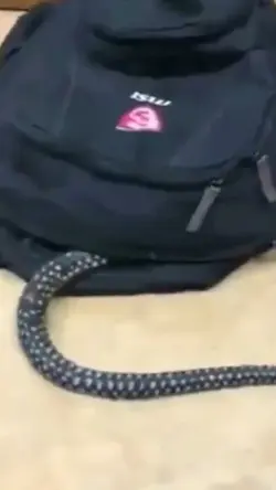 ular masuk tas