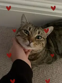 mi mascota 💗